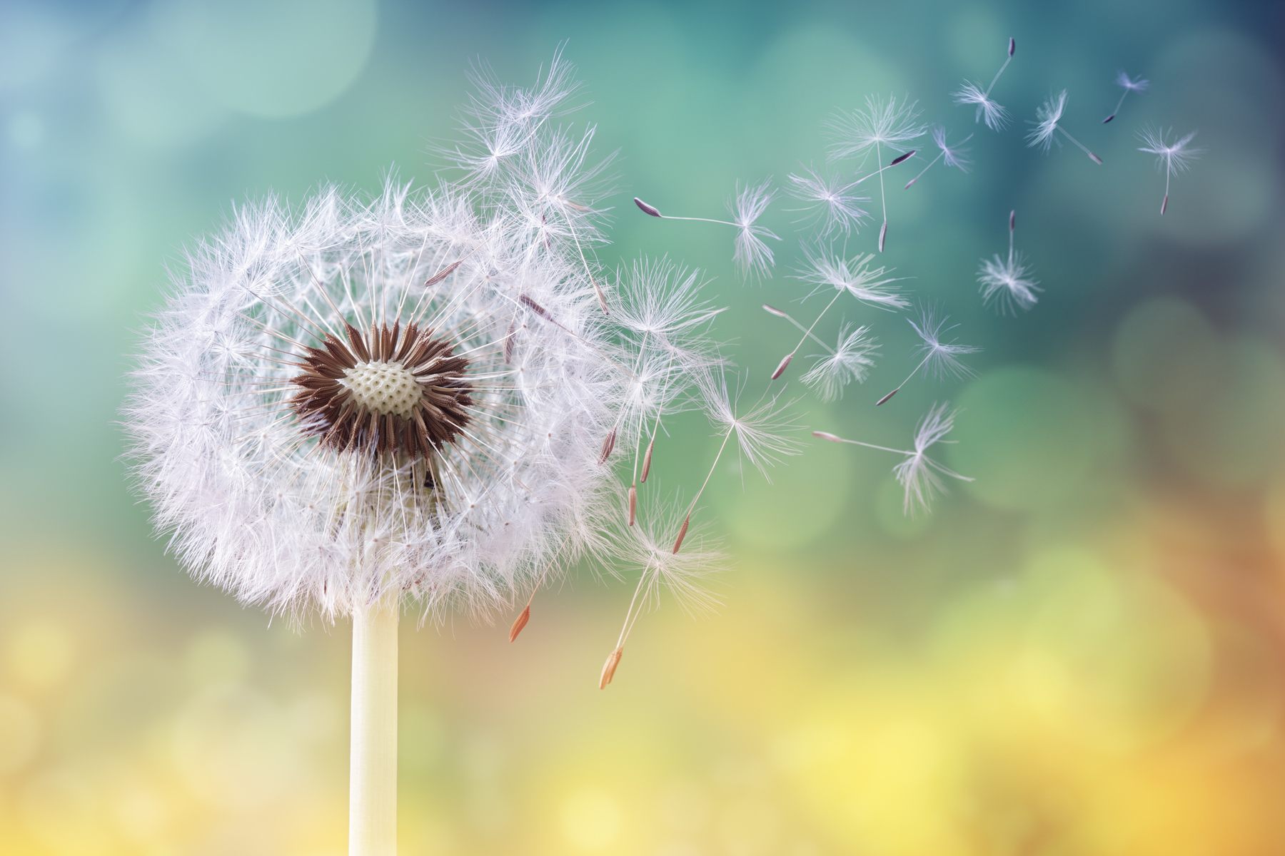 Mindsets for All Seasons and All Leaders